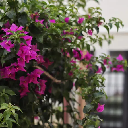 Apartment Jad Sarandë